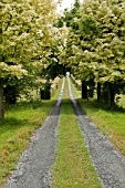 ACER PLATANOIDES DRUMMONDII TREES LINING DRIVE