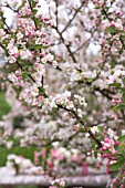 MALUS X EVERESTE BLOSSOMING IN SPRING