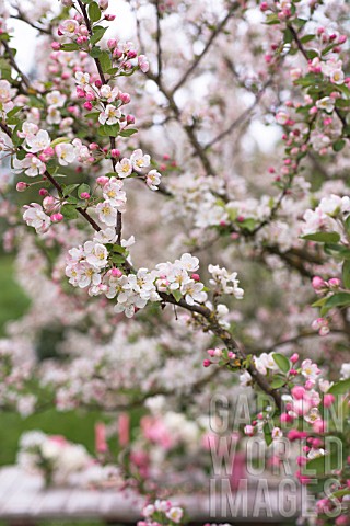 MALUS_X_EVERESTE_BLOSSOMING_IN_SPRING