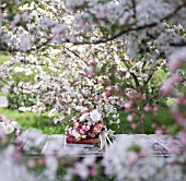 MALUS X EVERESTE  ROSA  RANUNCULUS ASIATICUS IN BOUQUET ON VINTAGE BOOKS