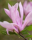 MAGNOLIA RICKI, SPRING BLOSSOM