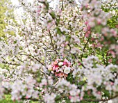 MALUS X EVERESTE  ROSA  RANUNCULUS ASIATICUS IN BOUQUET ON VINTAGE CHAIR