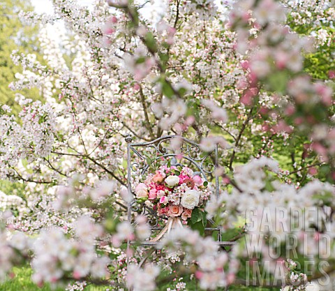 MALUS_X_EVERESTE__ROSA__RANUNCULUS_ASIATICUS_IN_BOUQUET_ON_VINTAGE_CHAIR