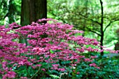 ACER PALMATUM SHINDESHOJO IN SPRING