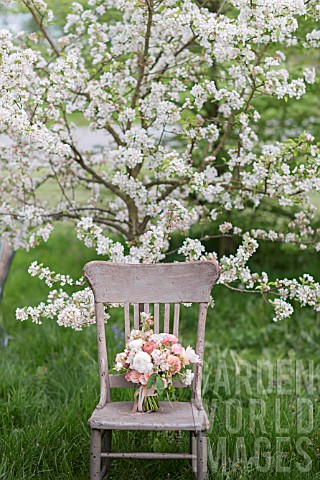 MALUS_X_EVERESTE__ROSA__RANUNCULUS_ASIATICUS_IN_BOUQUET_ON_VINTAGE_CHAIR