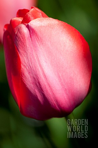 TULIPA_GORDON_COOPER