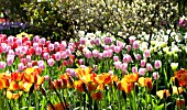 TULIPA, MIXED WOODLAND GARDEN