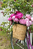 PAEONIA LACTIFLORA SARAH BERNHARDT, FELIX CROUSEE AND KARL ROSENFIELD IN BASKET ON BICYCLE