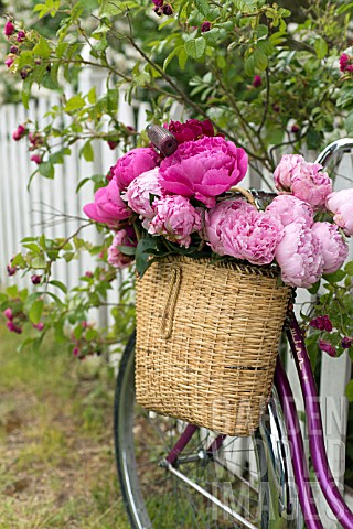 PAEONIA_LACTIFLORA_SARAH_BERNHARDT_FELIX_CROUSEE_AND_KARL_ROSENFIELD_IN_BASKET_ON_BICYCLE