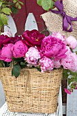 PAEONIA LACTIFLORA SARAH BERNHARDT, FELIX CROUSEE AND KARL ROSENFIELD IN BASKET ON BICYCLE