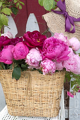 PAEONIA_LACTIFLORA_SARAH_BERNHARDT_FELIX_CROUSEE_AND_KARL_ROSENFIELD_IN_BASKET_ON_BICYCLE