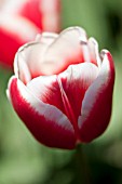 TULIPA LEEN VANDER MARK