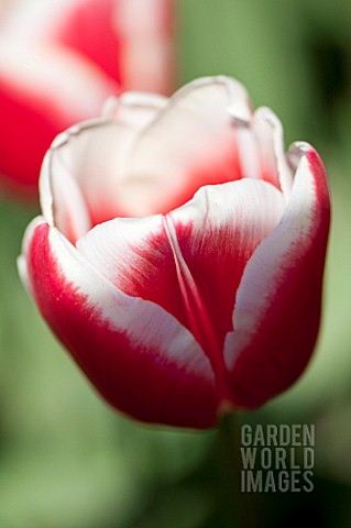 TULIPA_LEEN_VANDER_MARK