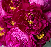 PAEONIA LACTIFLORA FELIX CROUSEE AND KARL ROSENFIELD