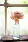 ROSA A SHROPSHIRE LAD IN A VINTAGE BOTTLE