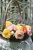 ROSA LADY EMMA HAMILTON, ROSA GRAHAM THOMAS, ROSA A SHROPSHIRE LAD AND ROSA MARY ROSE IN BASKET