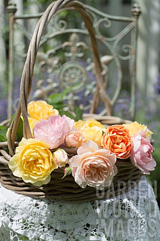 ROSA_LADY_EMMA_HAMILTON_ROSA_GRAHAM_THOMAS_ROSA_A_SHROPSHIRE_LAD_AND_ROSA_MARY_ROSE_IN_BASKET