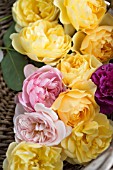 ROSA GRAHAM THOMAS, ROSA A SHROPSHIRE LAD AND ROSA MARY ROSE IN BASKET