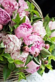 PAEONIA LACTIFLORA SARAH BERNHARDT WITH MINT LEAVES