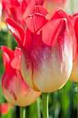 TULIPA APERTIF