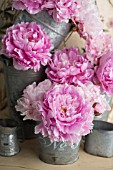 PAEONIA LACTIFLORA SARAH BERNHARDT PEONIES IN ZINC BUCKETS