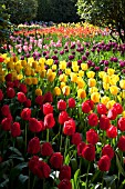 WOODLAND MEADOW WITH MULTI COLORED TULIPS IN SPRING