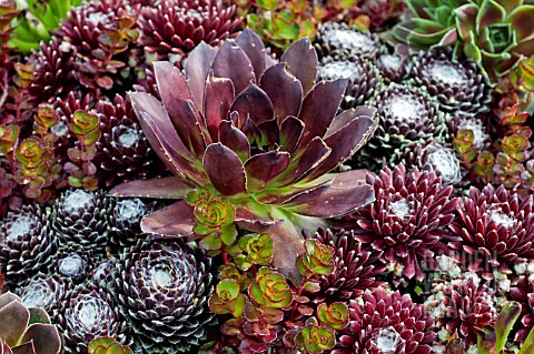 SEMPERVIVUM_PLUTO_SEMPERVIVUM_MONA_LISA_AND_RED_COBWEB__SEMPERVIVUM_ODDITY_SEDUM_FULDAGLUT_AND_JOVIB