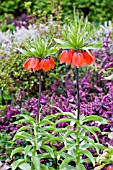 FRITILLARIA IMPERIALIS