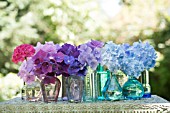 MIXED HYDRANGEA MACROPHYLLA