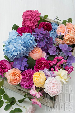 HYDRANGEA_MACROPHYLLA_WITH_ROSA_LADY_EMMA_HAMILTON_ROSA_GRAHAM_THOMAS_ROSA_OTHELLO_ROSA_EGLANTYNE_IN