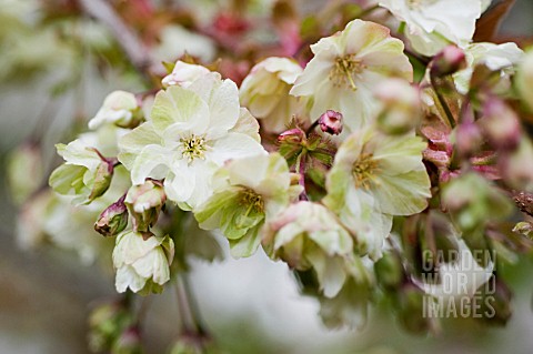 PRUNUS_SERRULATA_UKON_GREEN_CHERRY_TREE