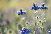 NIGELLA DAMASCENA MISS JEKYLL