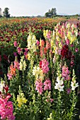 ANTIRRHINUM MAJUS