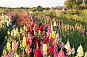 ANTIRRHINUM MAJUS