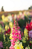 ANTIRRHINUM MAJUS