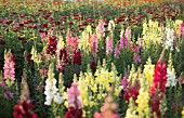 ANTIRRHINUM MAJUS