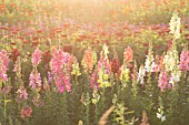 ANTIRRHINUM MAJUS