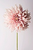 DAHLIA CAFE AU LAIT