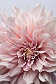 DAHLIA CAFE AU LAIT