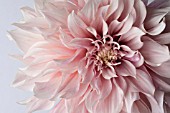 DAHLIA CAFE AU LAIT