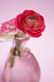 PINK AND RED RANCUNCULUS IN PINK GLASS VASE.