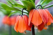 FRITILLARIA IMPERIALIS