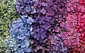 HYDRANGEA MACROPHYLLA GLOWING EMBERS, NIKKO BLUE, ENDLESS SUMMER, PIA, IN A RAINBOW SPECTRUM