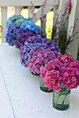 HYDRANGEA MACROPHYLLA GLOWING EMBERS, NIKKO BLUE, ENDLESS SUMMER, PIA, IN A RAINBOW SPECTRUM