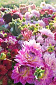 DAHLIAS IN BED OF TRUCK AFTER HARVESTING