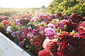 DAHLIAS IN BED OF TRUCK AFTER HARVESTING