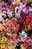 DAHLIAS IN BED OF TRUCK AFTER HARVESTING