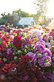 DAHLIAS IN BED OF TRUCK AFTER HARVESTING