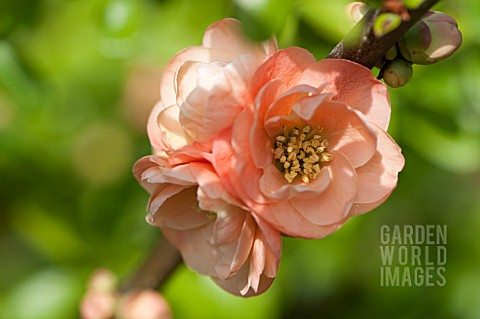 CHAENOMELES_FLOWERING_QUINCE_JAPONICA