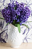 HYACINTHUS ORIENTALIS BLUE JACKET